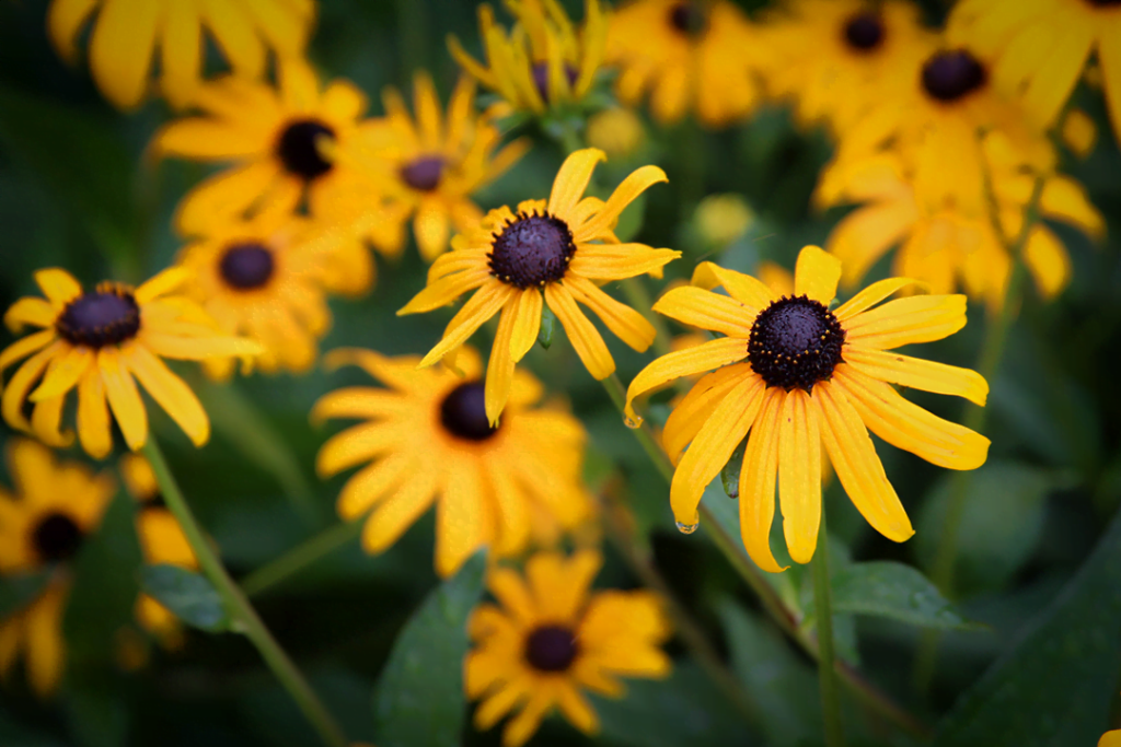 11 Plants That Bloom All Summer Long - High Tech Landscapes