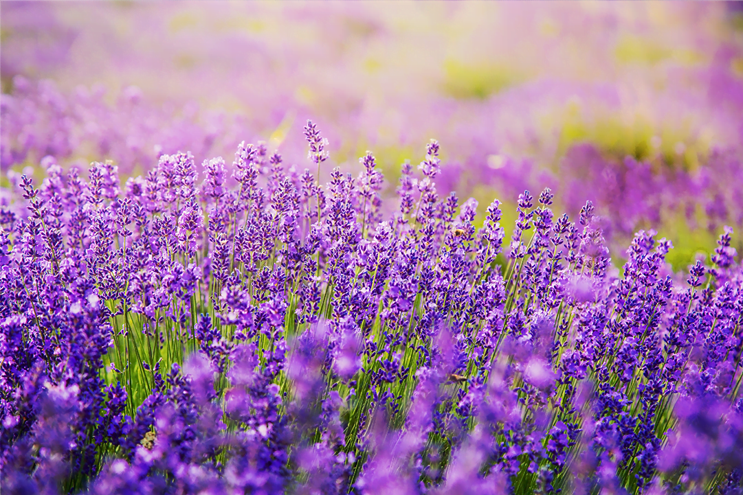 Lavender - High Tech Landscapes