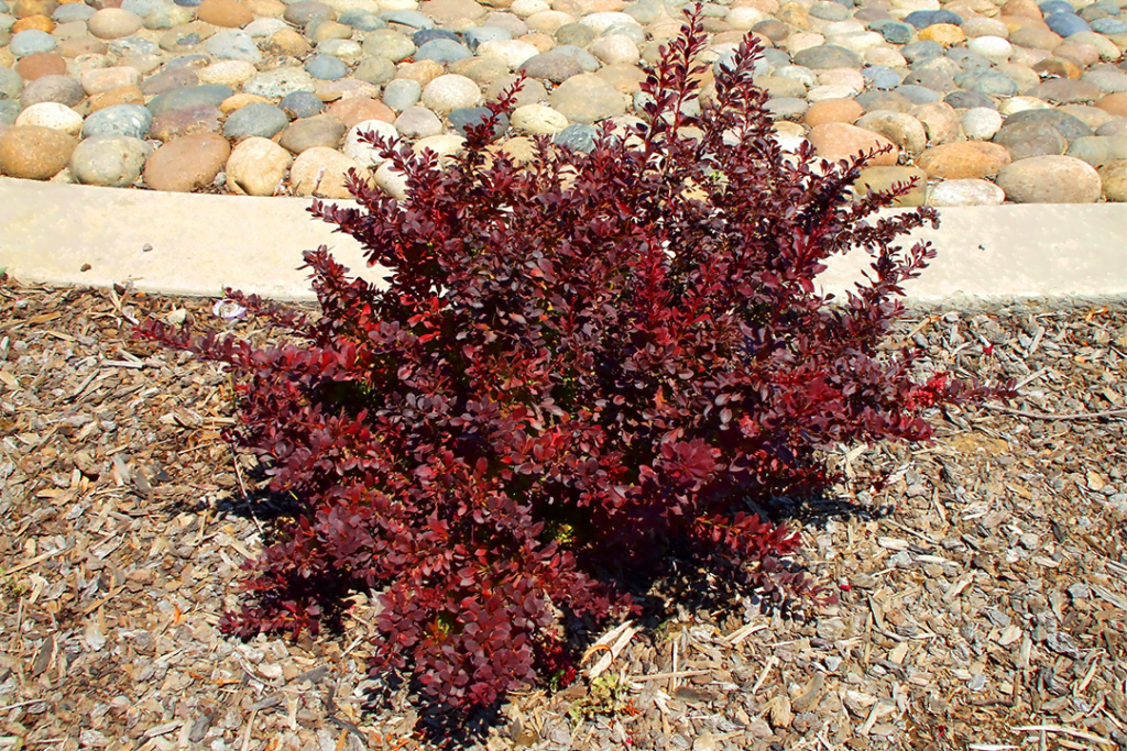 Royal Burgundy Barberry High Tech Landscapes