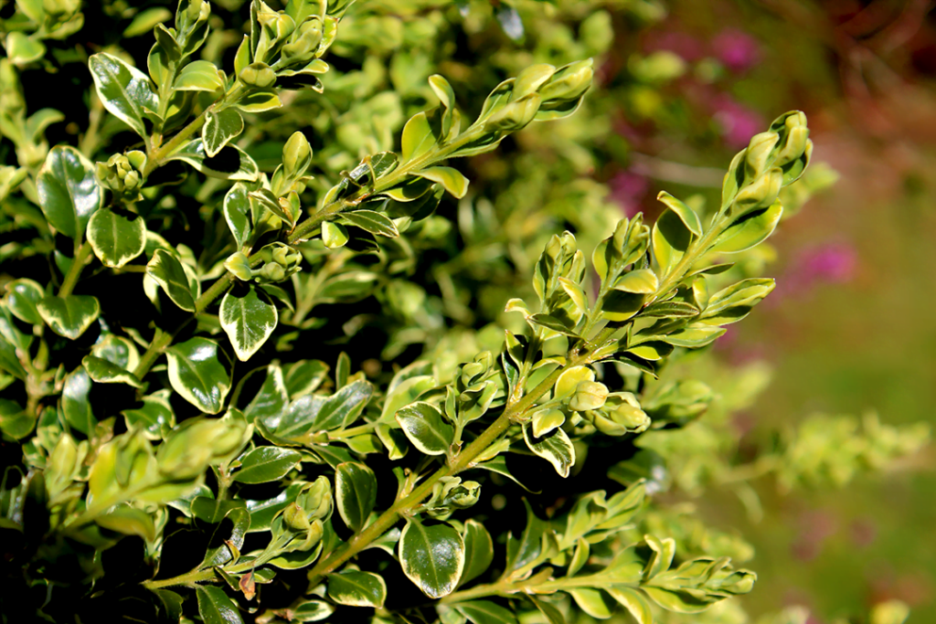 Variegated Boxwood High Tech Landscapes