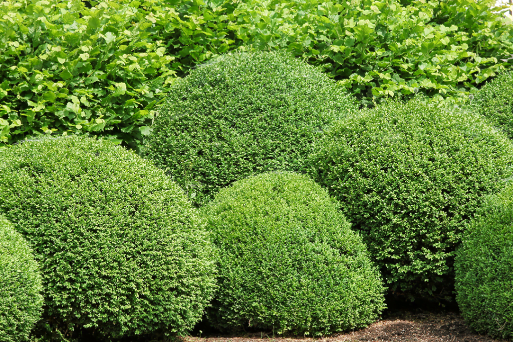 Green Mountain Boxwood