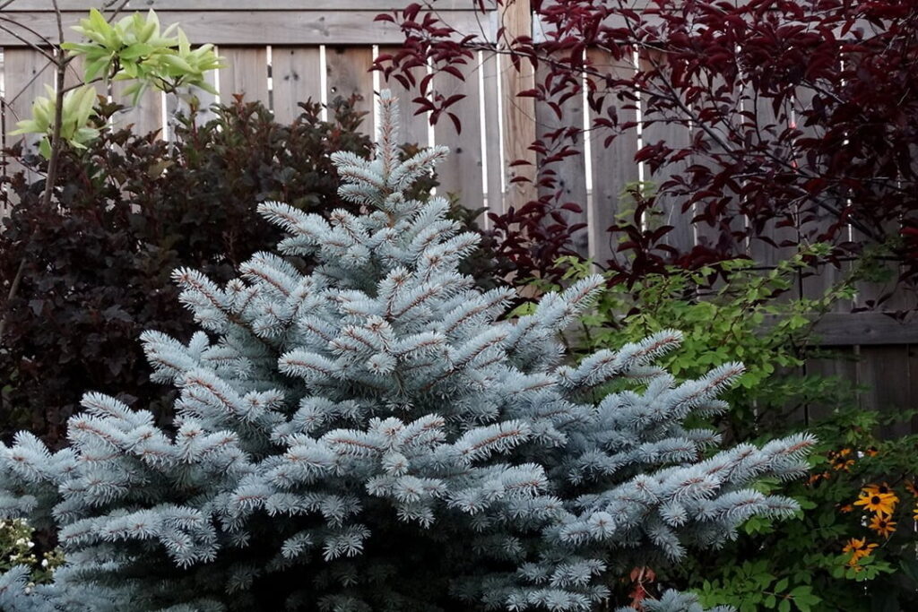 Fat Albert Blue Spruce High Tech Landscapes 