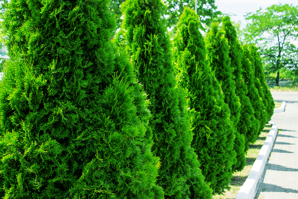 Green Giant Arborvitae - High Tech Landscapes