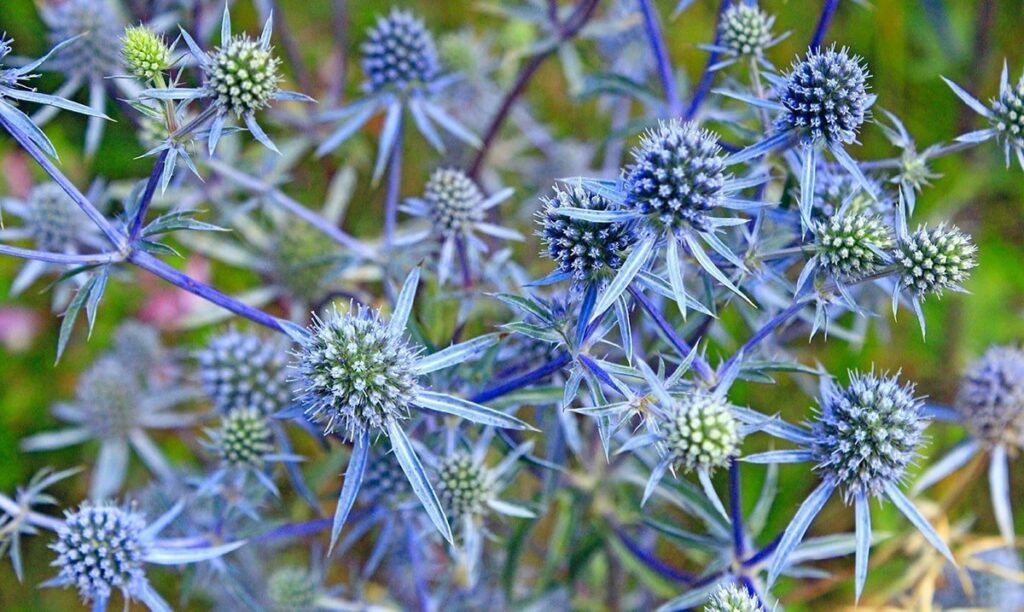 11 Plants That Bloom All Summer Long - High Tech Landscapes